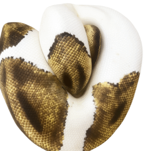 🐍 Piebald Ball Python (Python regius) — Stunning High-White Morph